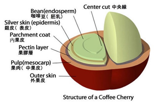 管建中：日晒？水洗？蜜处理？你们在聊咖啡豆处理时到底聊的是什么？