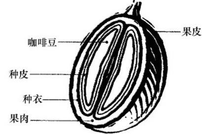 马克·彭德格拉斯特：如何种植并收获巴西咖啡