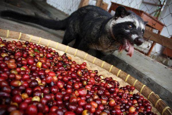 麝香猫咖啡：全球最贵咖啡的黑暗悲歌